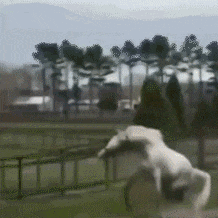 吃瓜群众图片动态表情图大全